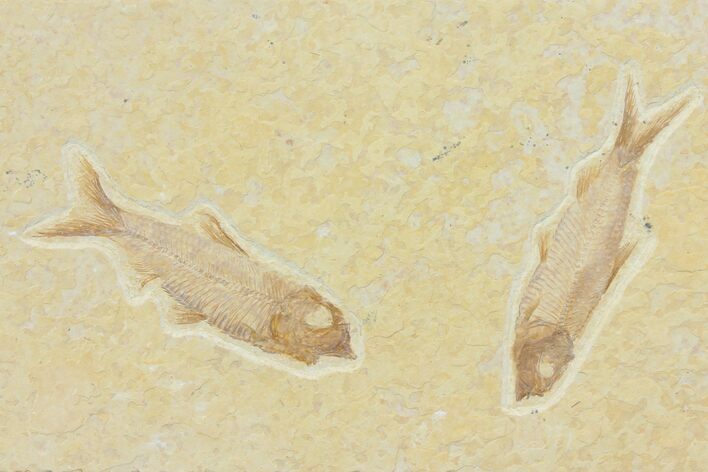 Two Detailed Fossil Fish (Knightia) - Wyoming #116765